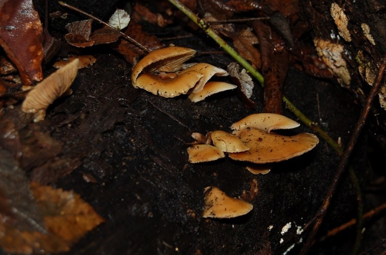 Funghi del 7 gennaio.